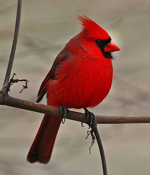 red-cardinal