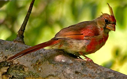 northern_cardinal_8